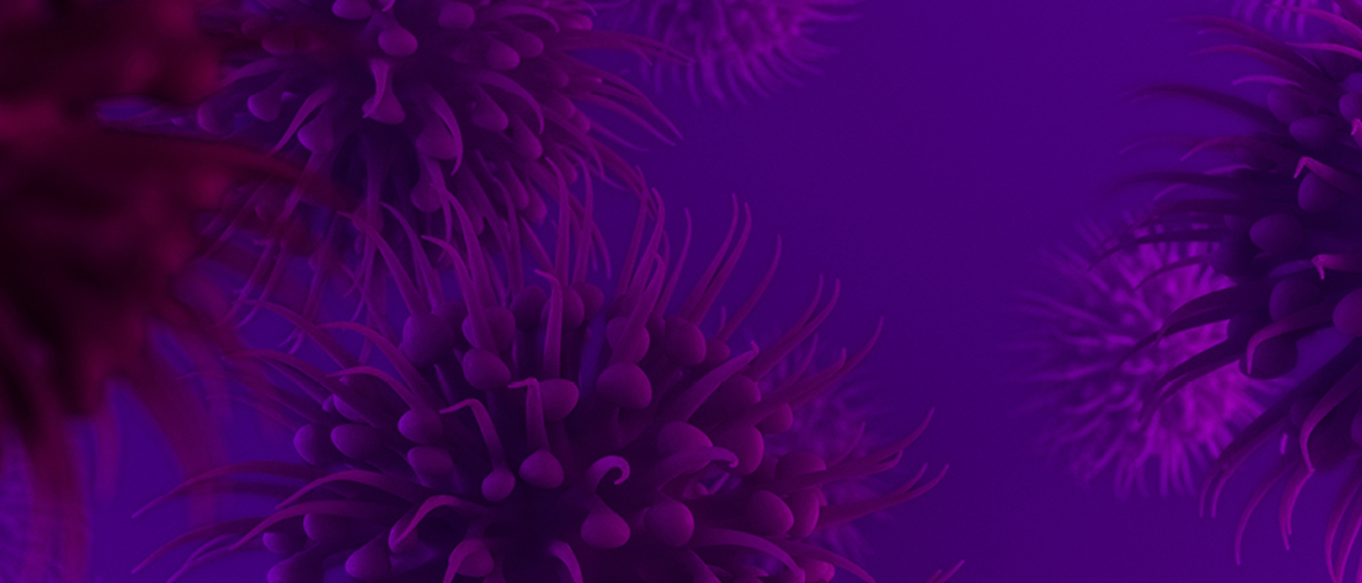 Image of a purple virus on a dark purple background