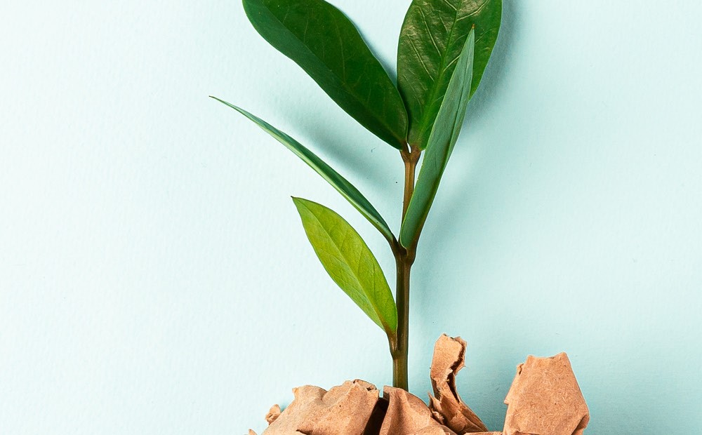 Hero image for Edition 5 of InBrief, showing a green plant coming out of paper