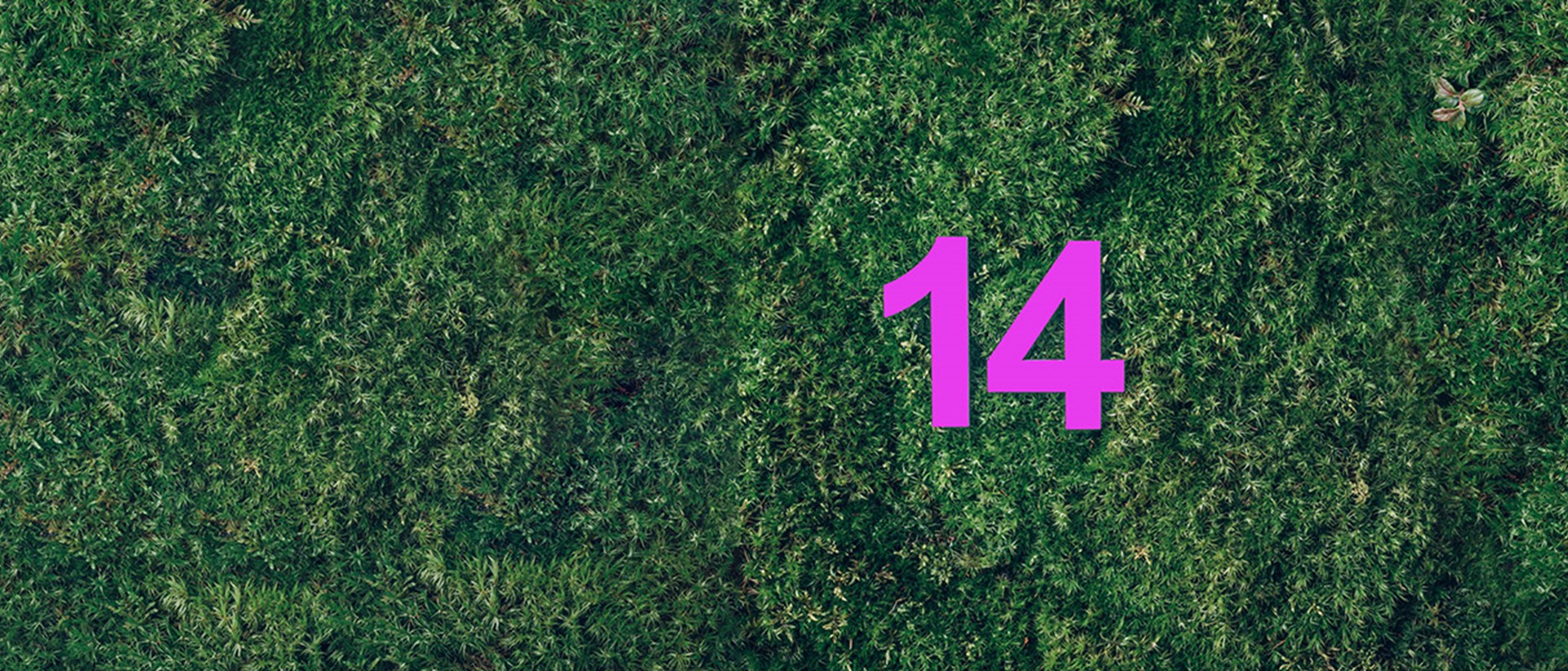 Image of a purple coloured number 14 laying on green grass