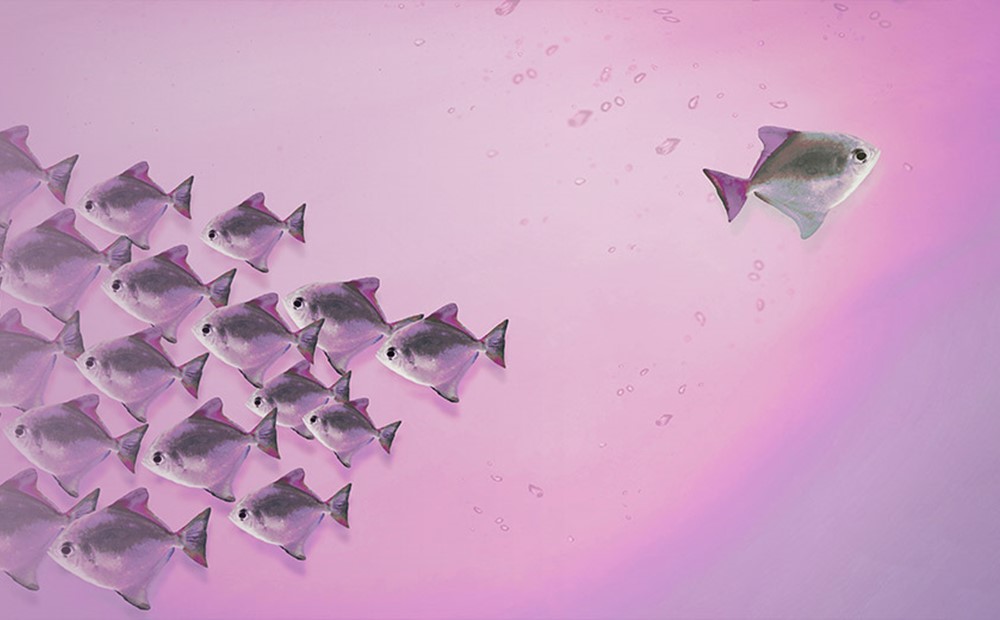 Image of fishes on a purple background