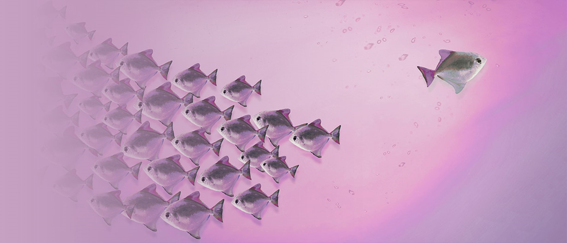 Image of fishes on a purple background