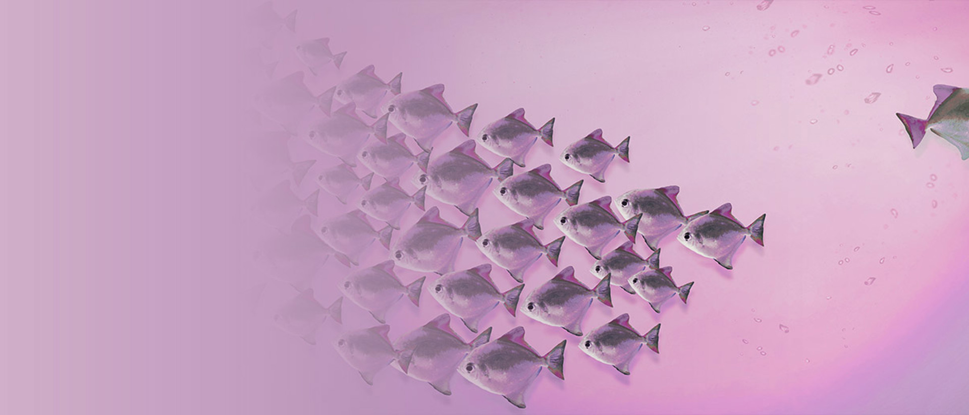 Image of fishes on a purple background