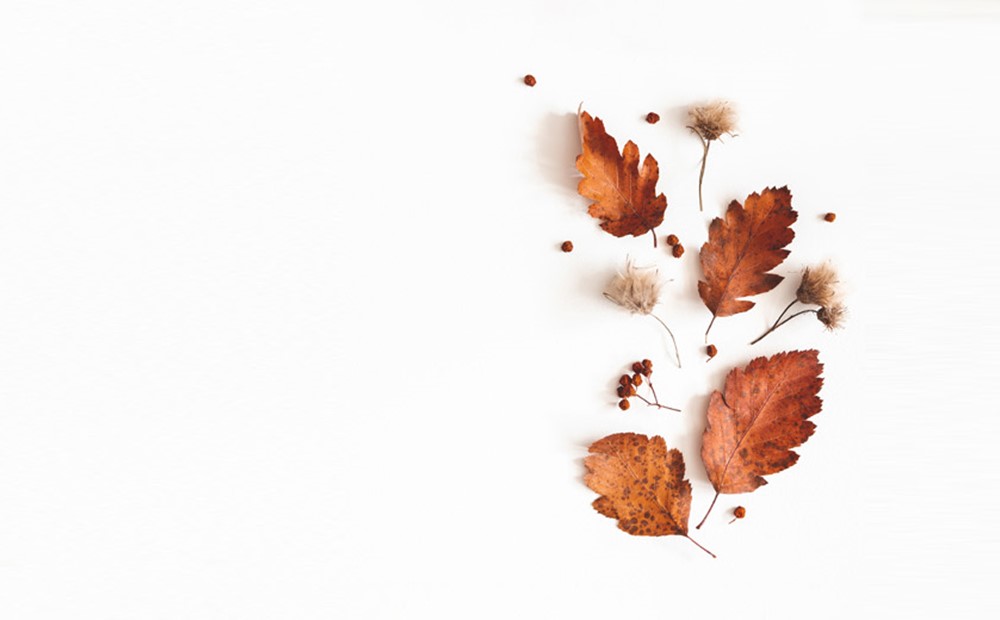 Image of brown leaves against a white background