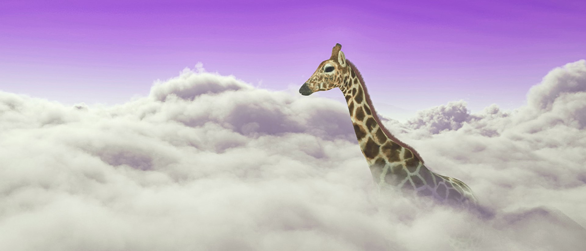 Image of a giraffe poking up through clouds with a purple sky