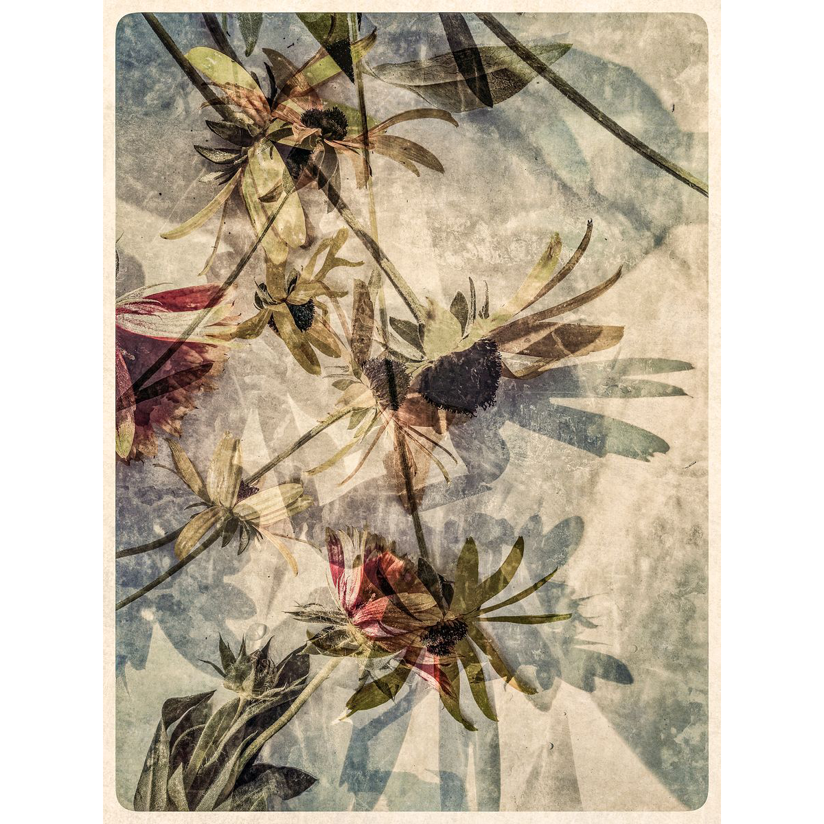 Igpoty Laurie Peek