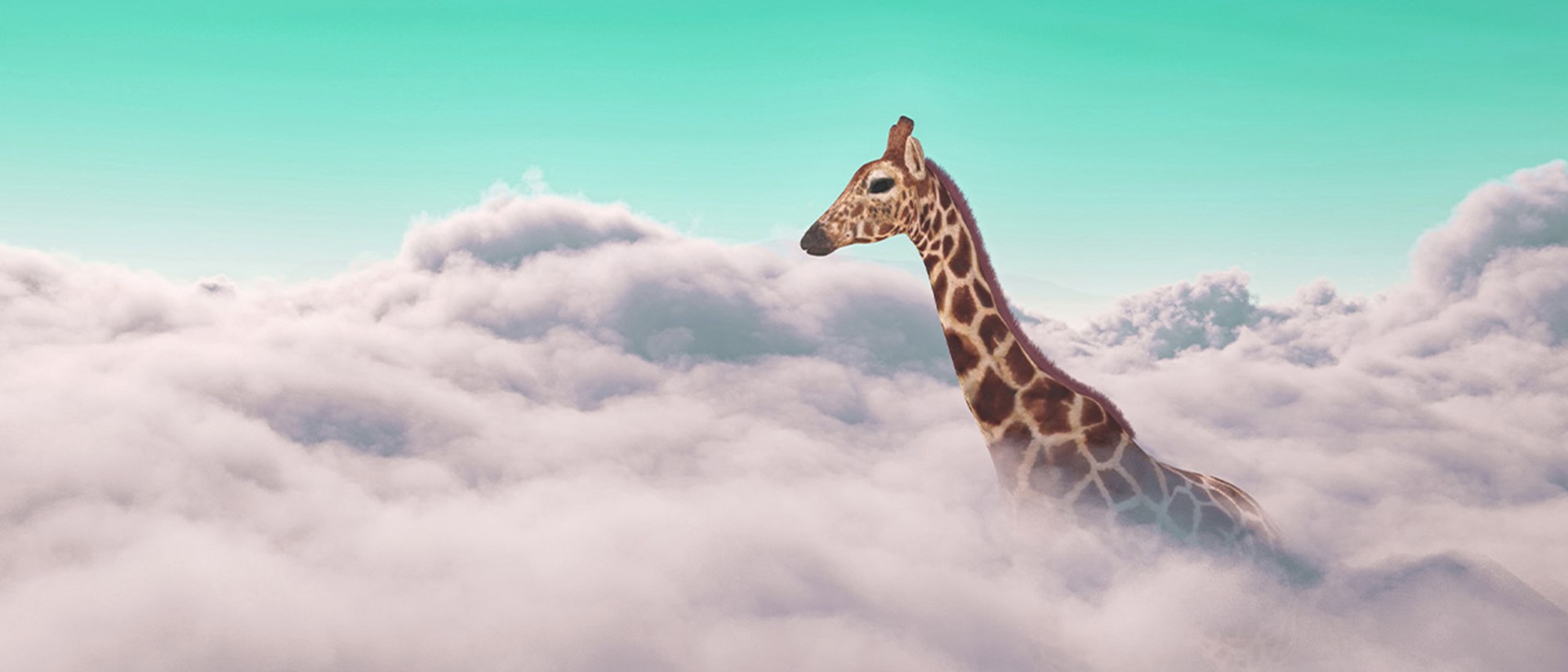 Image of a giraffe poking up through clouds with a teal sky
