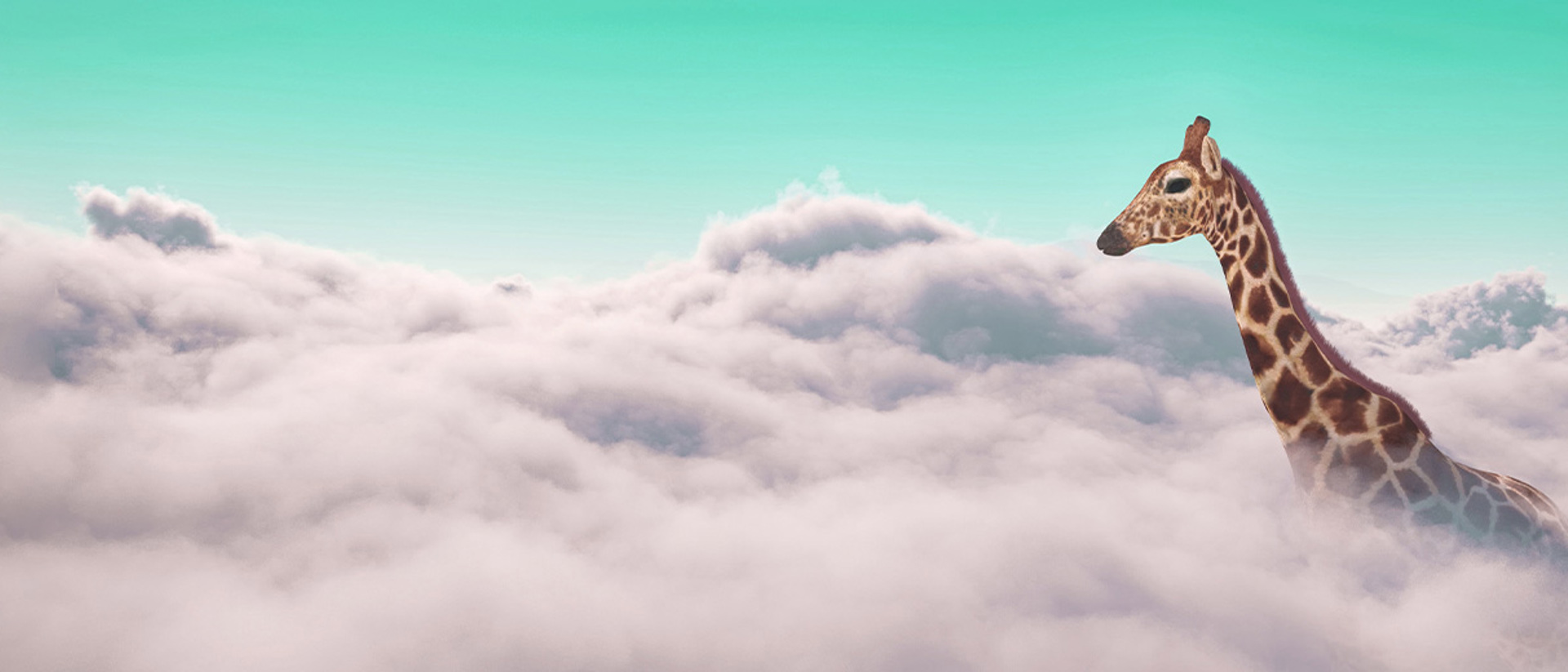 Image of a giraffe poking up through clouds with a teal sky