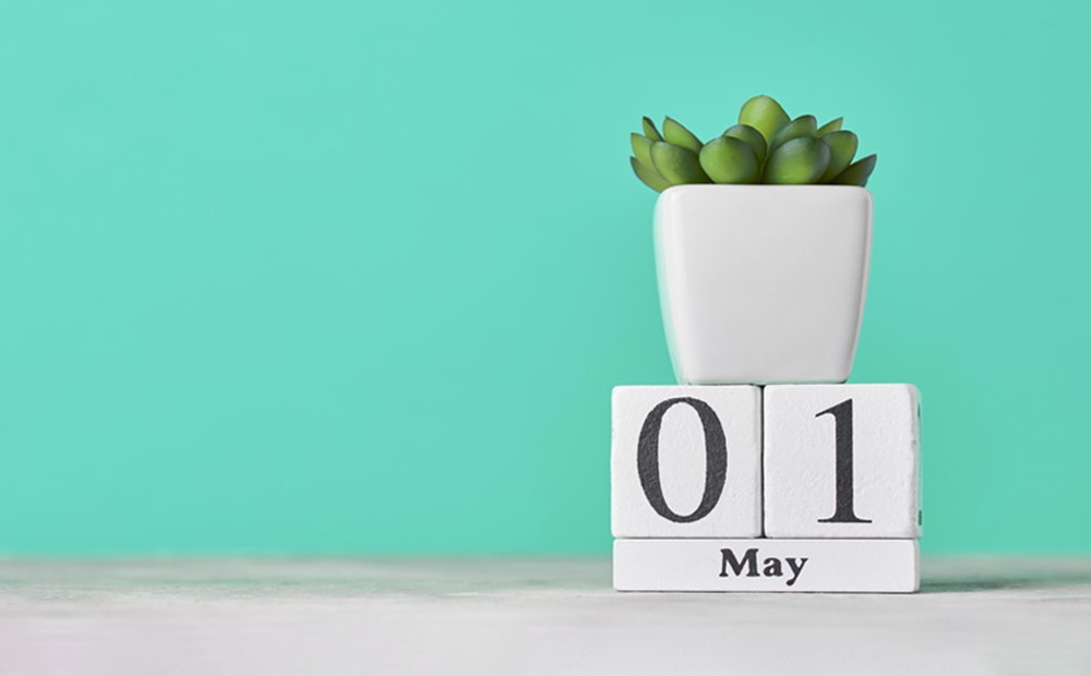 Image of a plant pot on top of tiles that show 01 May on a teal background