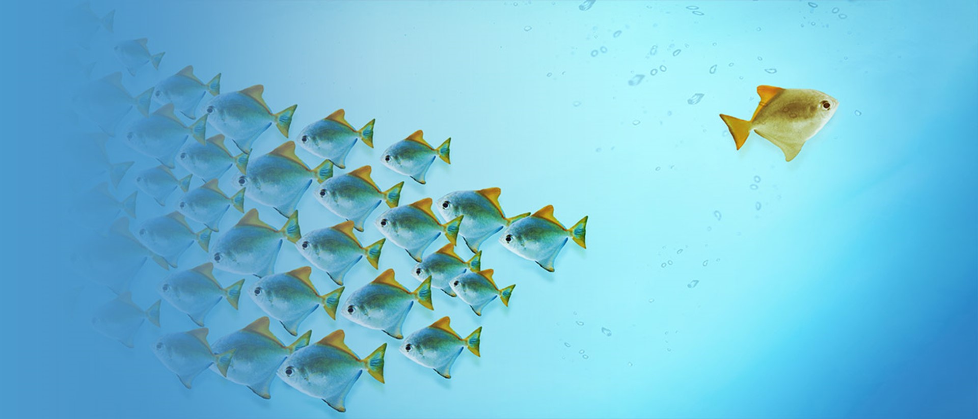 Image of fishes on a blue background